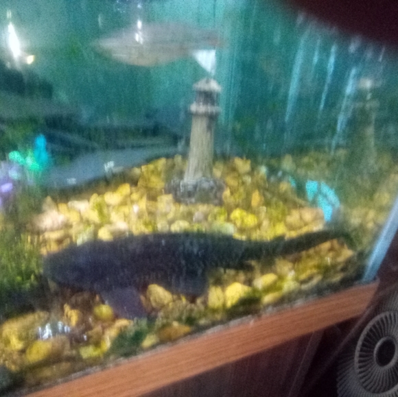 Fish 75 Gallon Fish Tank Stand Two Filters Heater Blue And White Light And Fish Poshmark